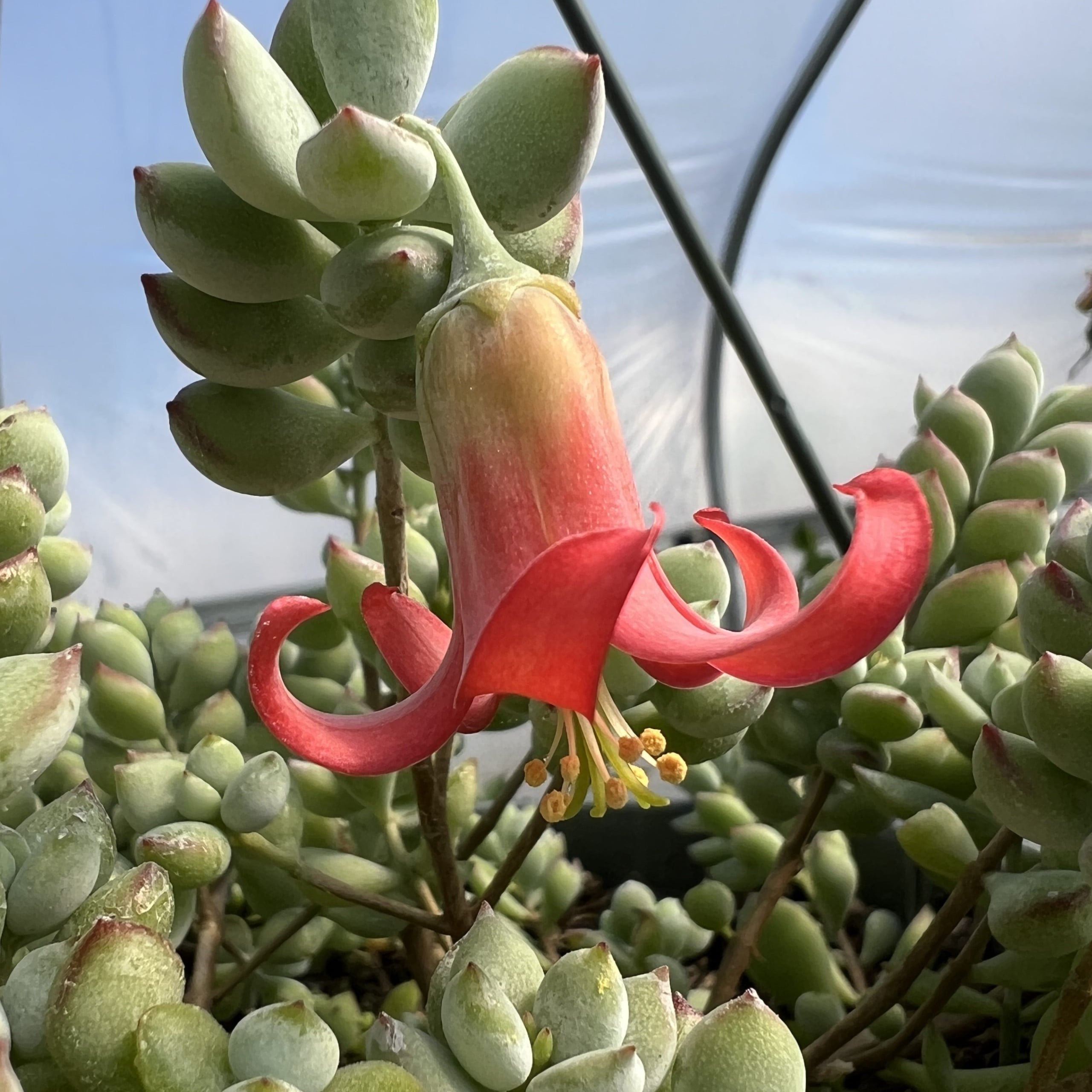 Cotyledon pendens flower