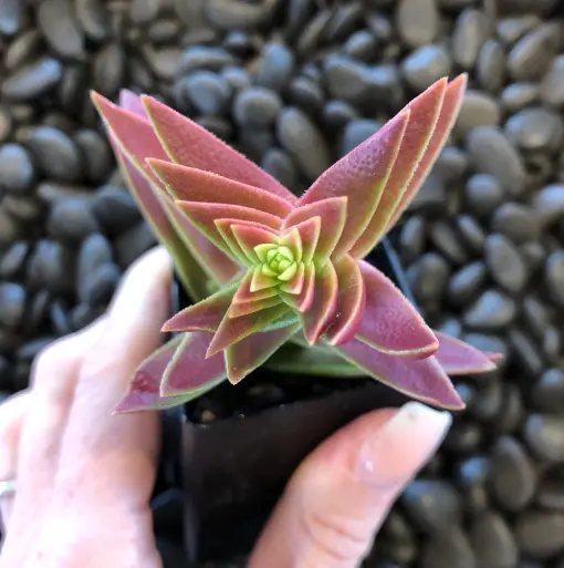 Crassula 'Pagoda' - Succulent (2" Pot) | Little Prince of Oregon Nursery