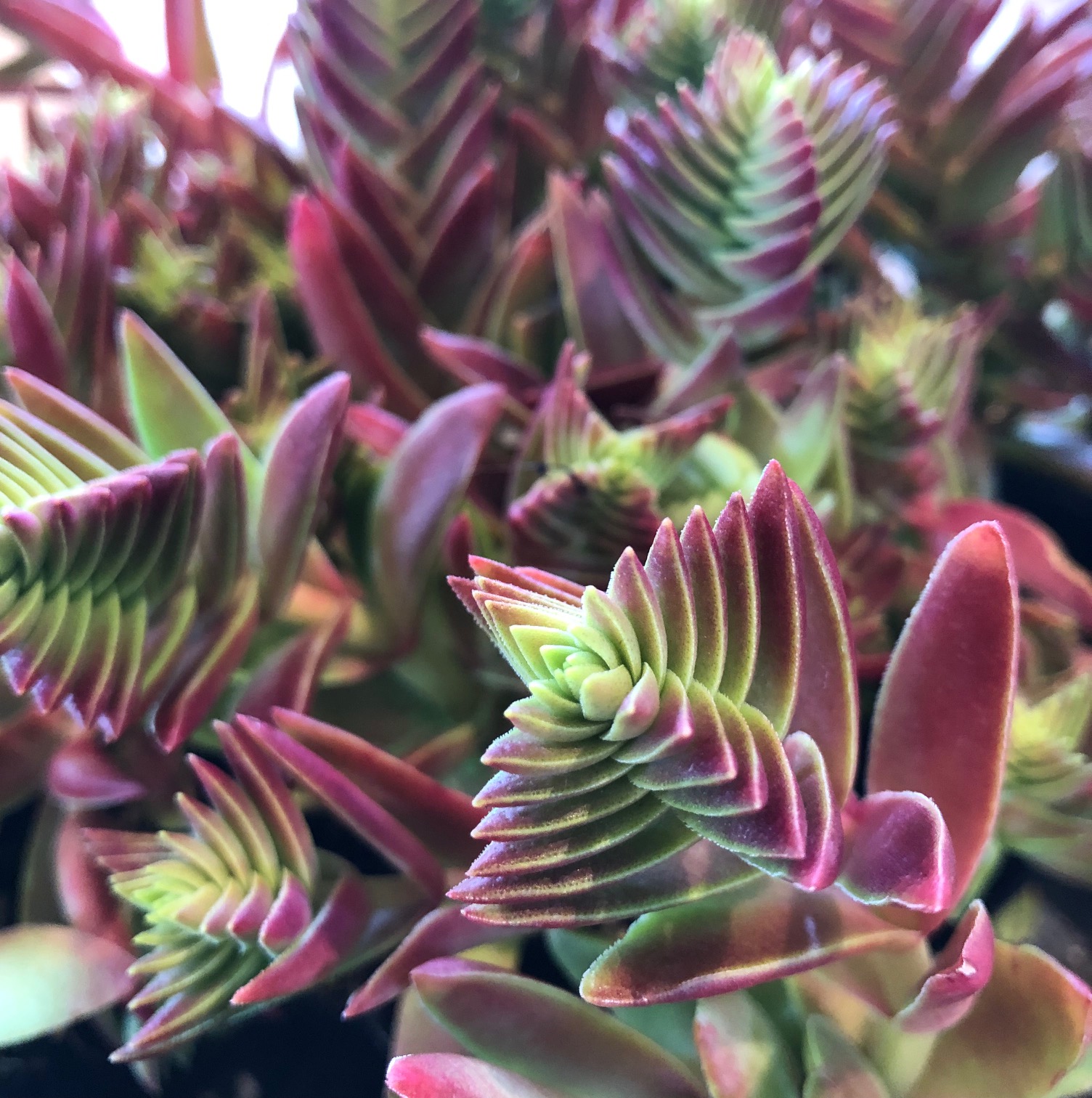 buy succulent plants online Max Variety Pack