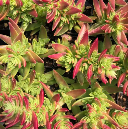 Crassula 'Pagoda' - Succulent (2" Pot) | Little Prince of Oregon Nursery