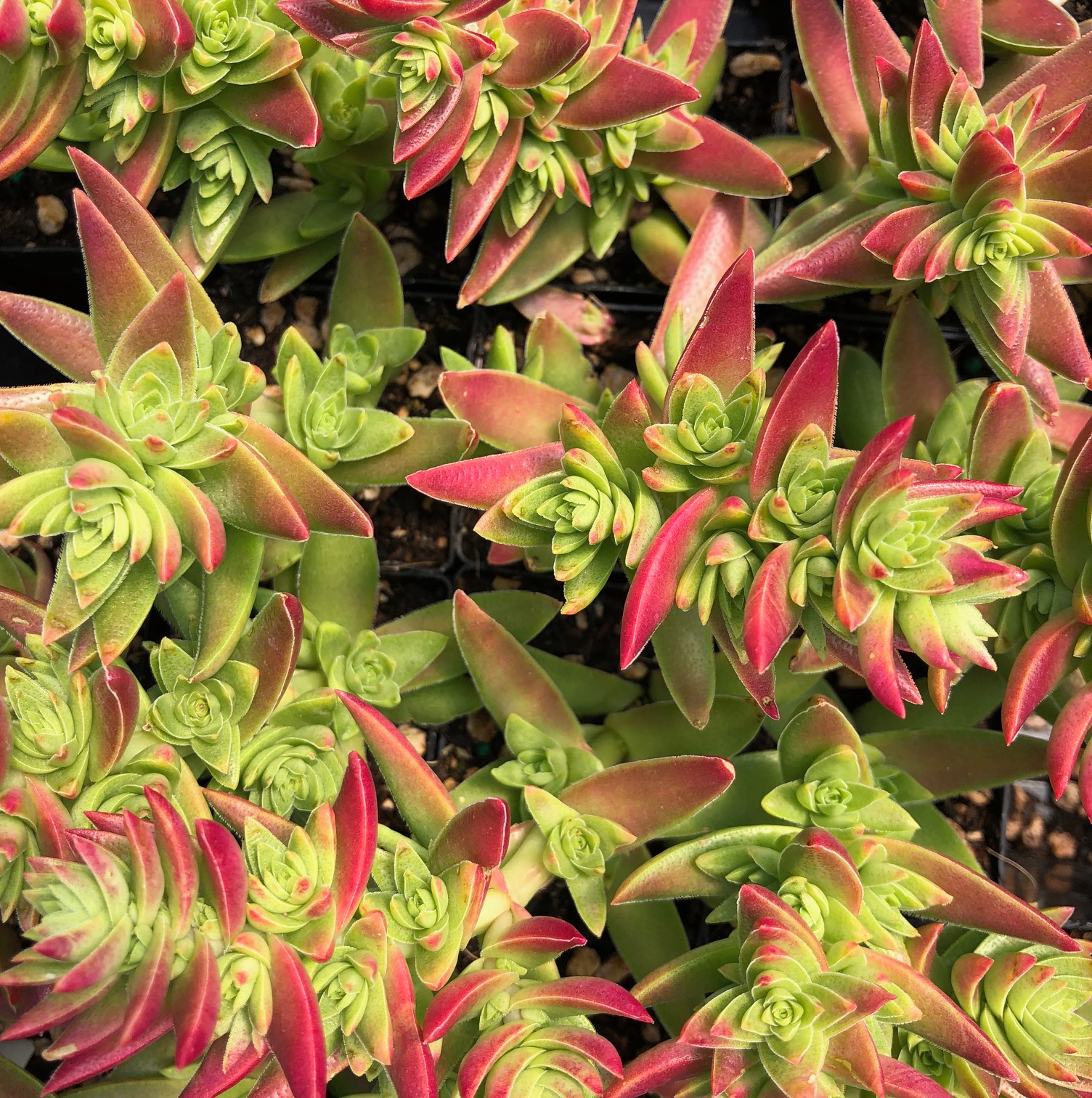 Crassula 'Pagoda' - Succulent (2" Pot) - Image 3