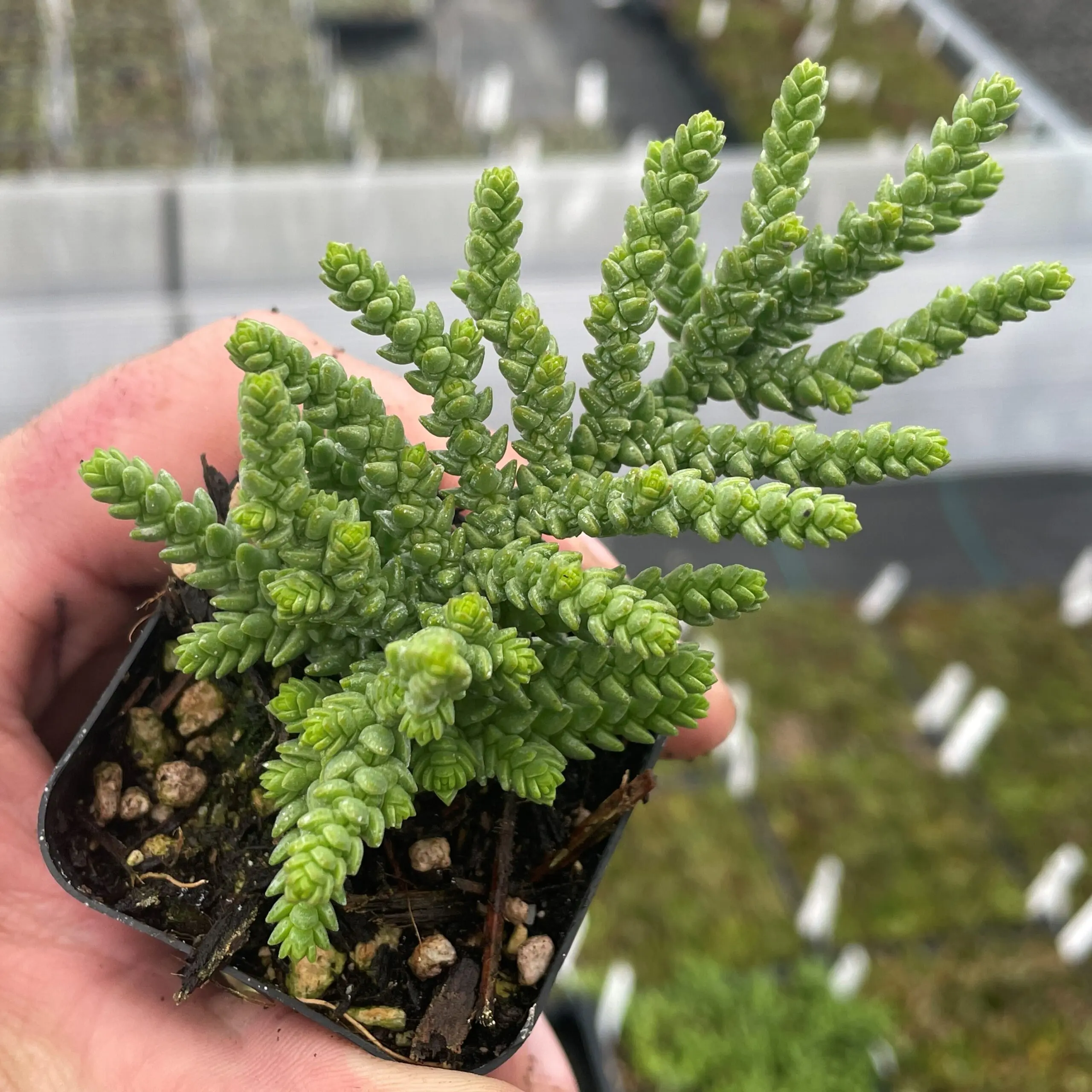 succulent golden glow Golden Hens and Chicks ( Echeveria ' Golden glow ' ) for Sale