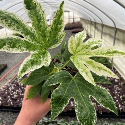 Fatsia japonica 'Spider's Web' - Japanese Aralia (4.5" Pot)
