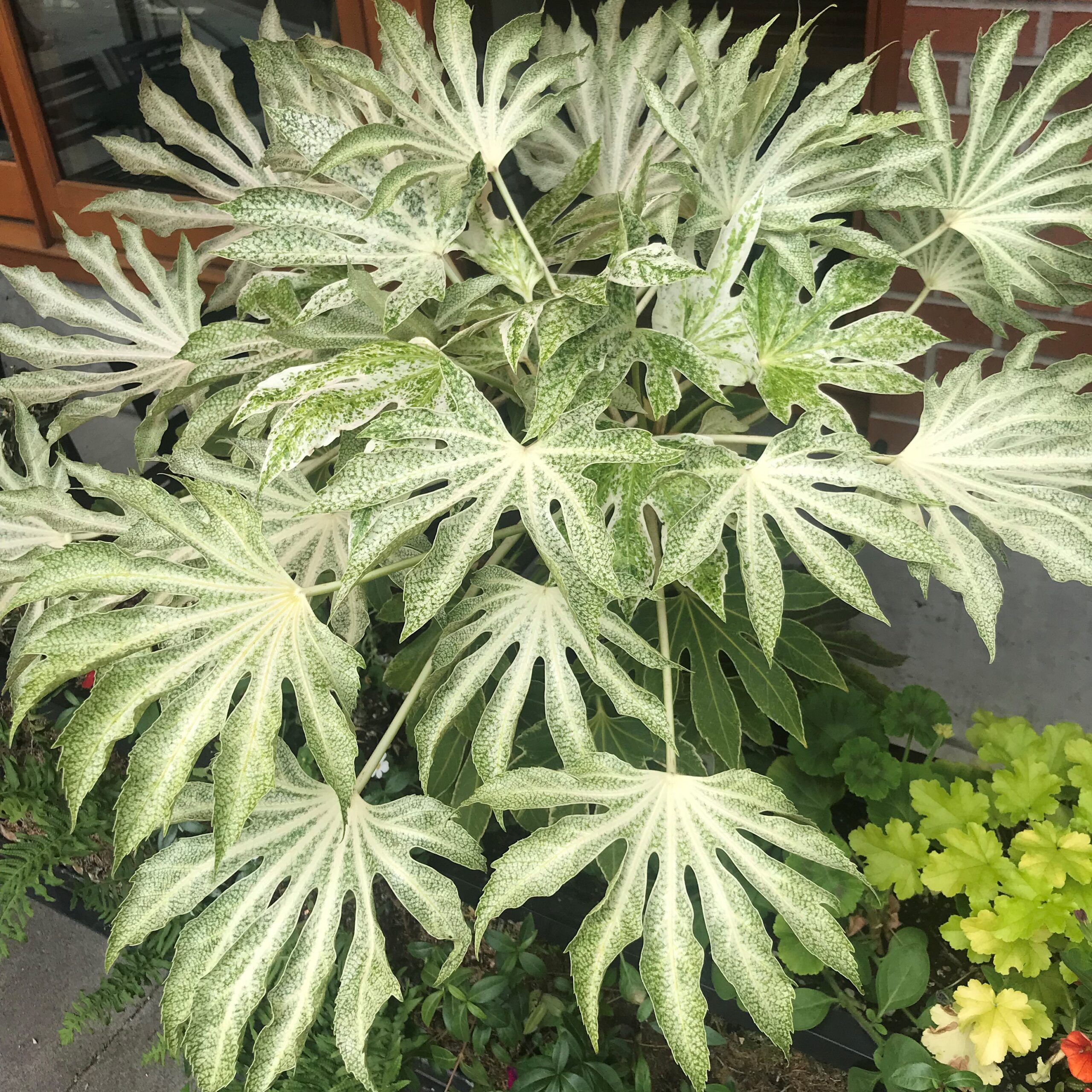 Fatsia japonica 'Spider's Web' - Japanese Aralia (4.5" Pot) | Little Prince  of Oregon Nursery