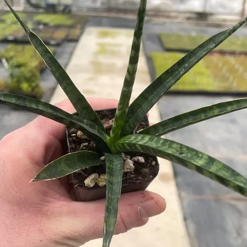 Fernwood Snake Plant - Sansevieria 'Mikado' (2" Pot) - Buy!