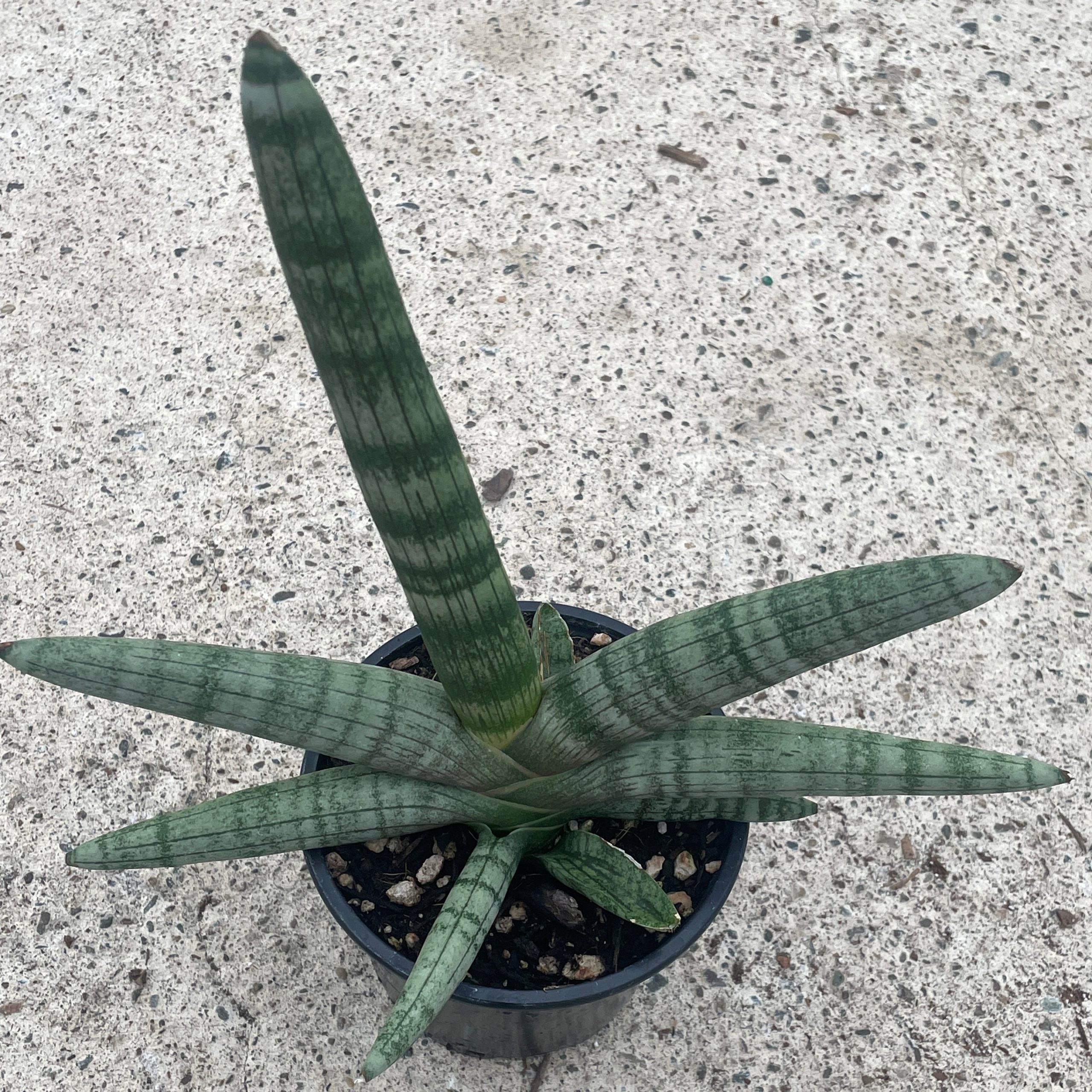 Sansevieria cylindrica 'Boncel' - Snake Plant (4.5" Round) | Little Prince  of Oregon Nursery