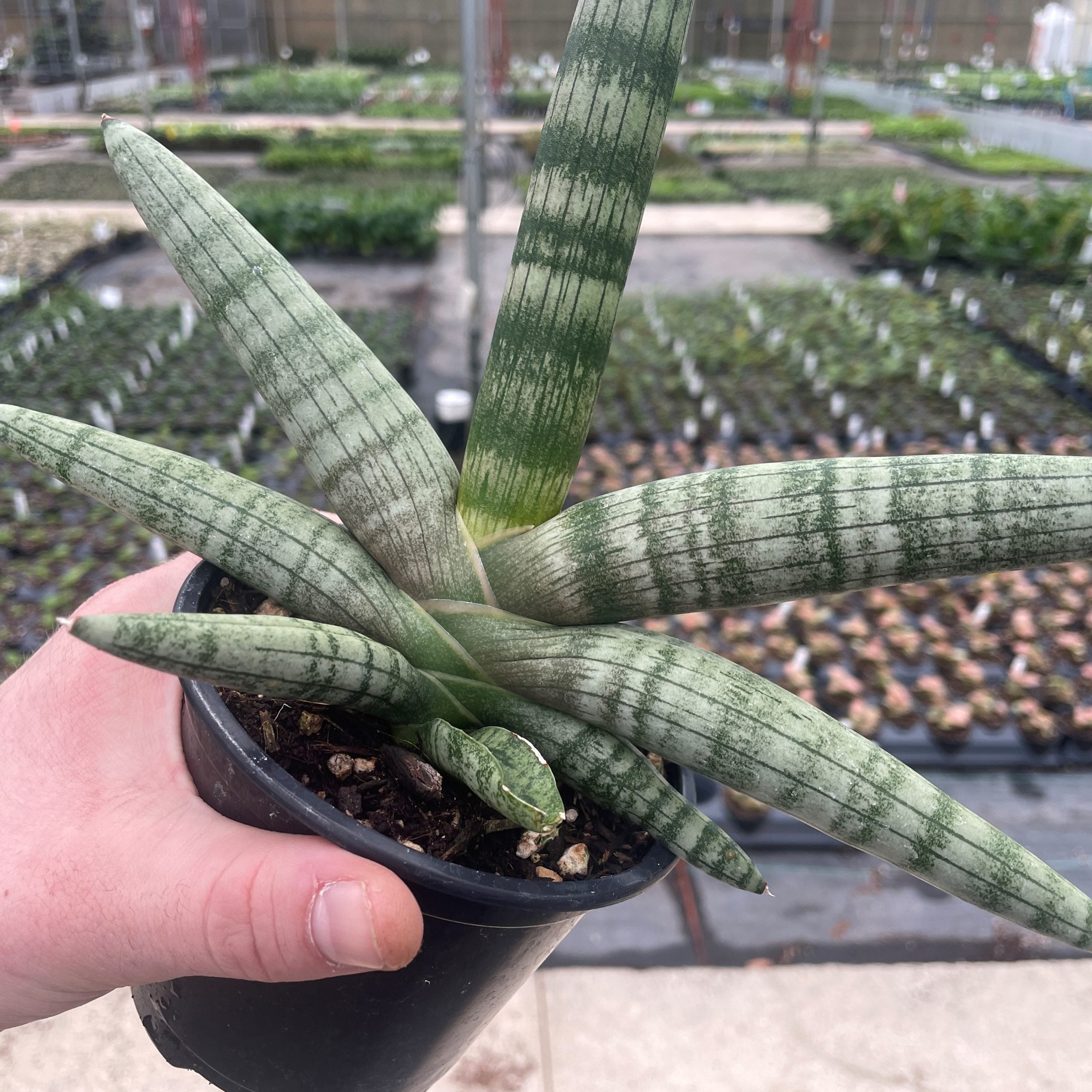 sansevieria trifasciata Sansevieria Trifasciata (Rectangle) – Interior Foliage Design main image 0