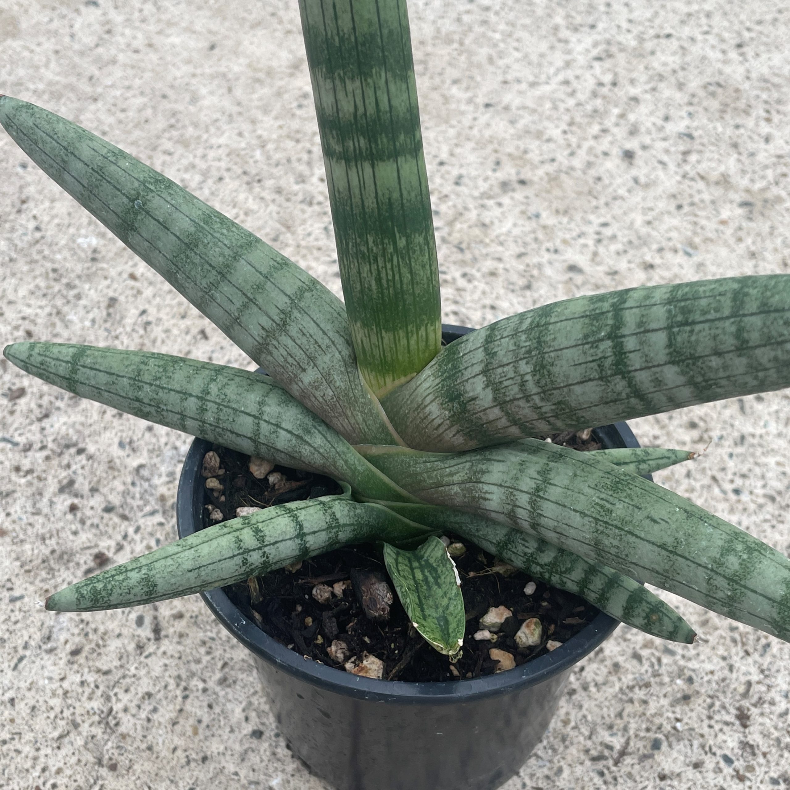 Sansevieria cylindrica 'Boncel' - Snake Plant (4.5" Round) | Little Prince  of Oregon Nursery