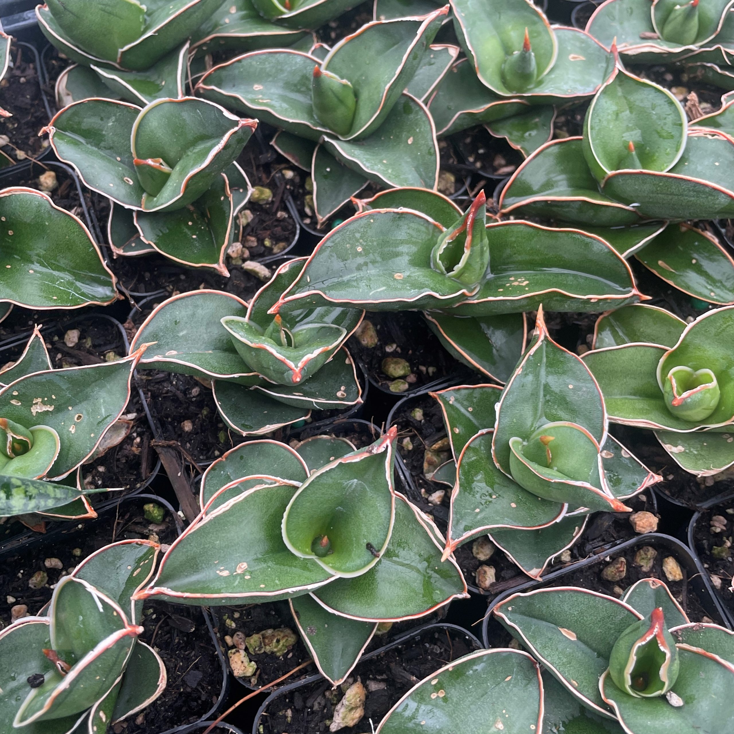 Samurai Dwarf Snake Plant (2 Pot) - Buy Now!