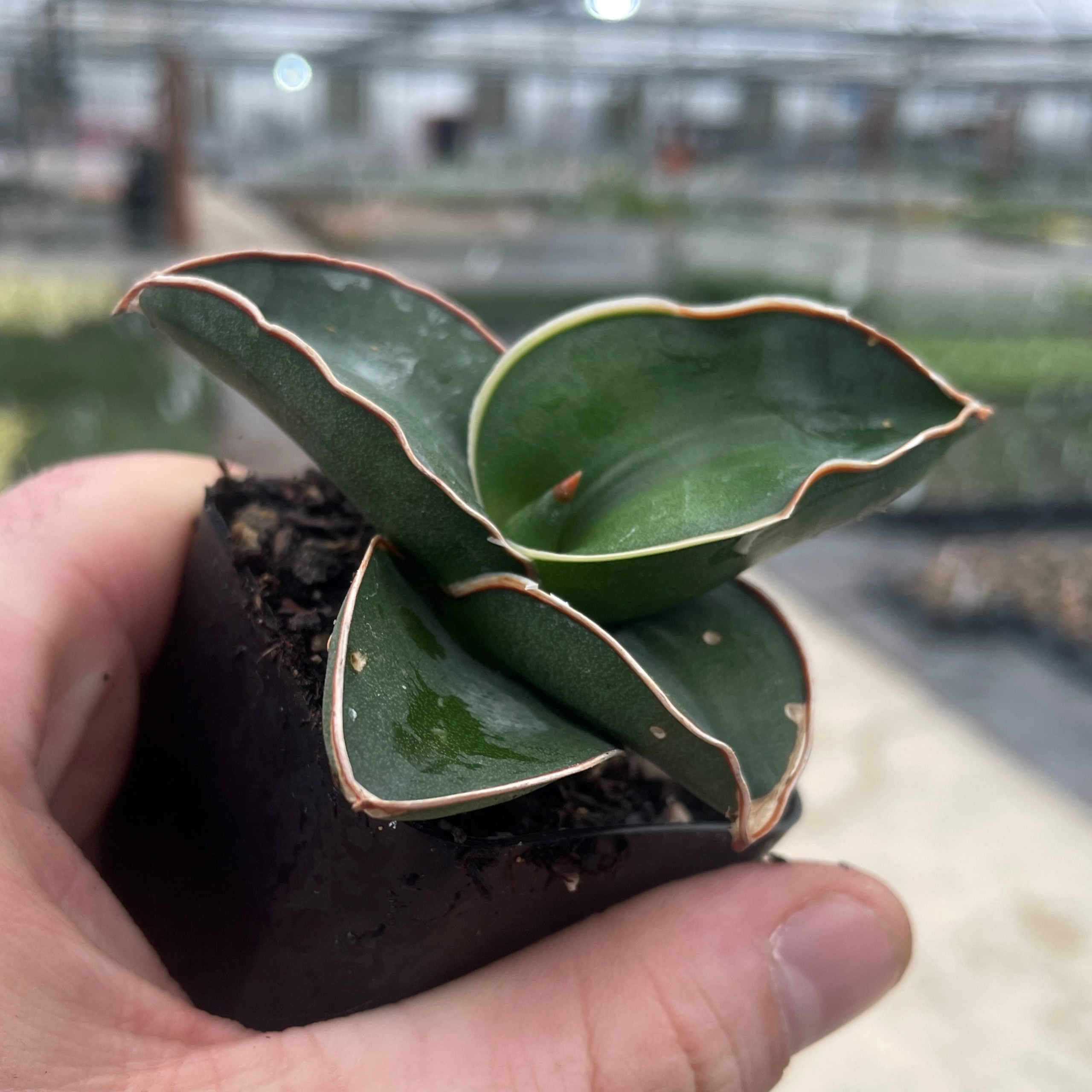 Samurai Dwarf Snake Plant (2 Pot) - Buy Now!