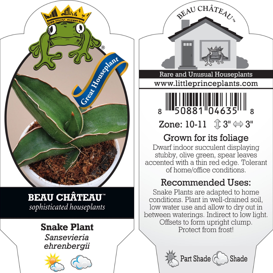 immergruene zimmerpflanze Ficus Moclame Zimmerpflanze 120cm 27cm online kaufen