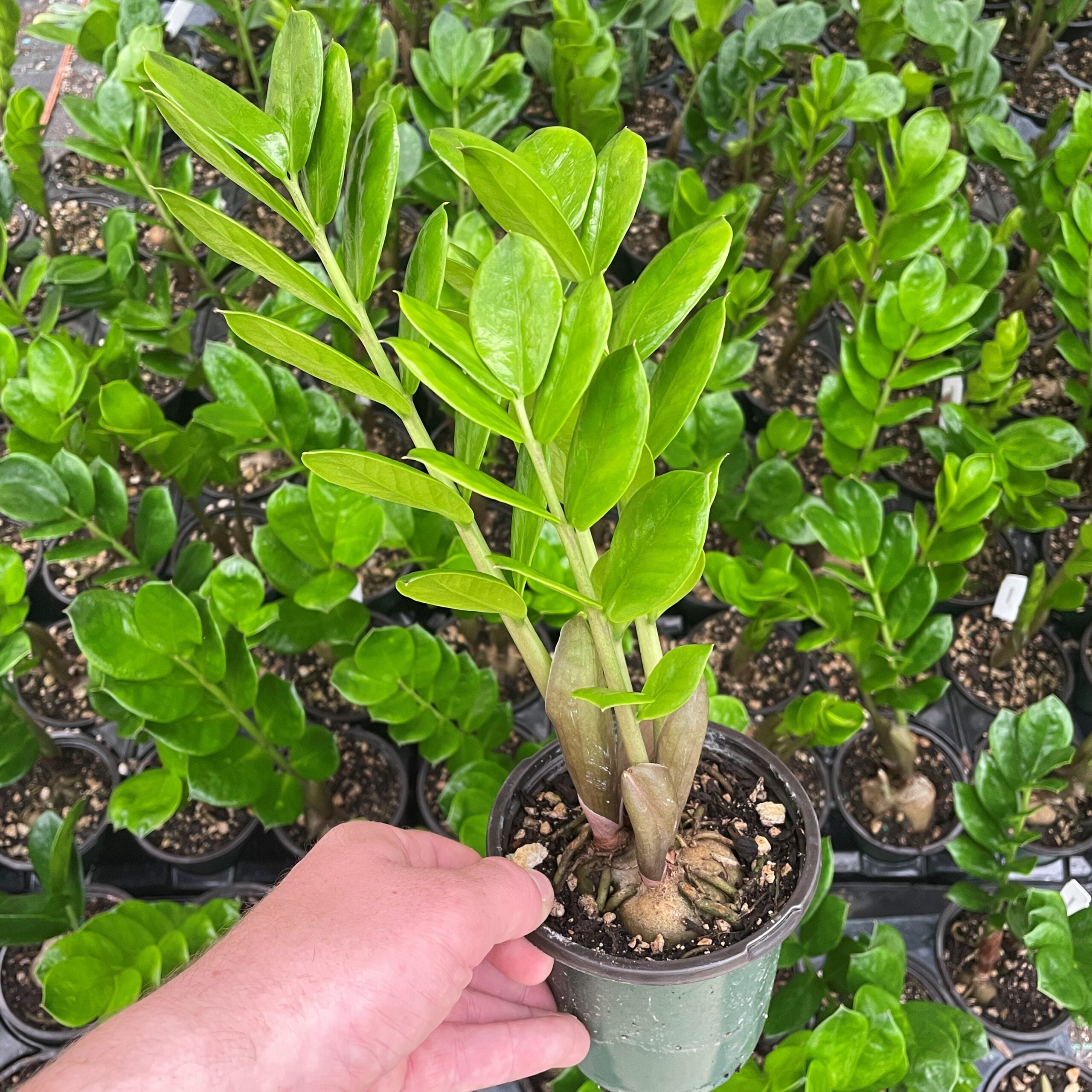 Zamioculcas zamiifolia - ZZ Plant | Little Prince of Oregon Nursery