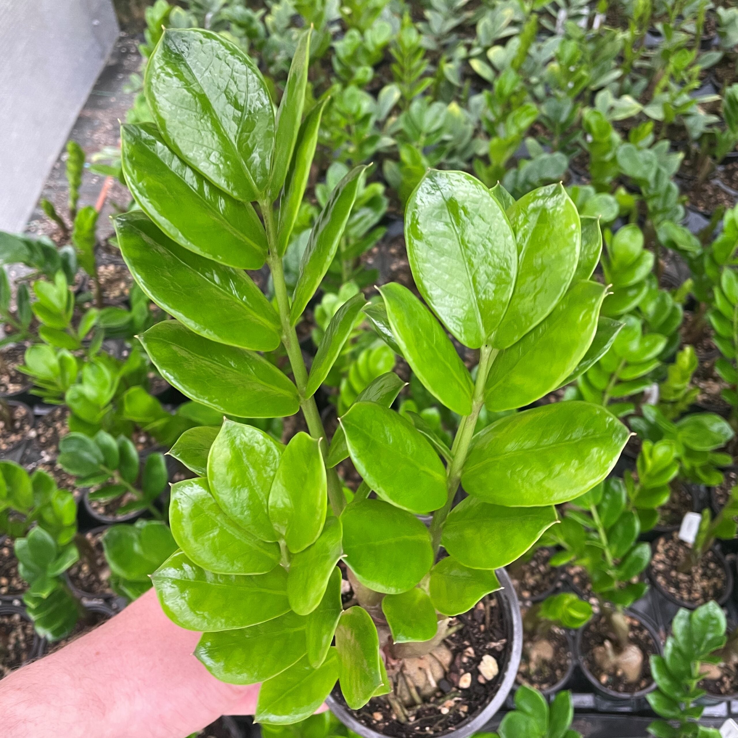 Zamioculcas zamiifolia - ZZ Plant | Little Prince of Oregon Nursery