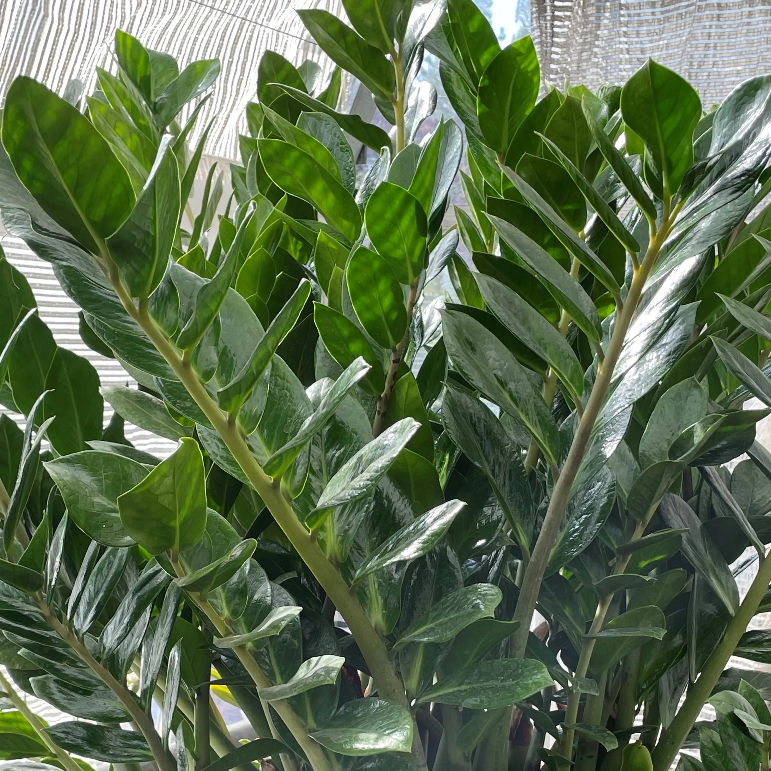 Zamioculcas zamiifolia - ZZ Plant | Little Prince of Oregon Nursery