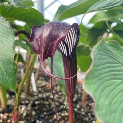 Arisaema costatum - Jack in the Pulpit (4.5" Pot)