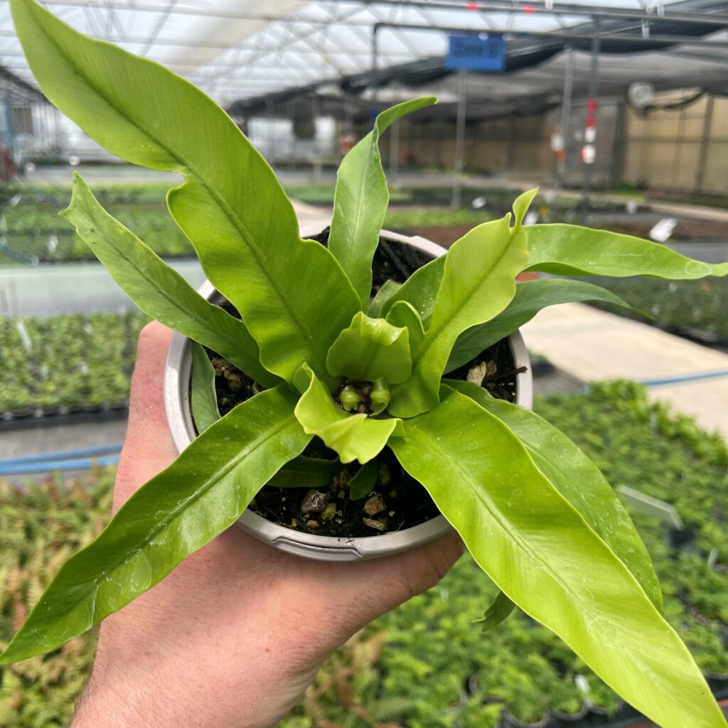 Asplenium antiquum 'Hurricane' - Twisted Bird's Nest Fern (4.5" Pot) |  Little Prince of Oregon Nursery