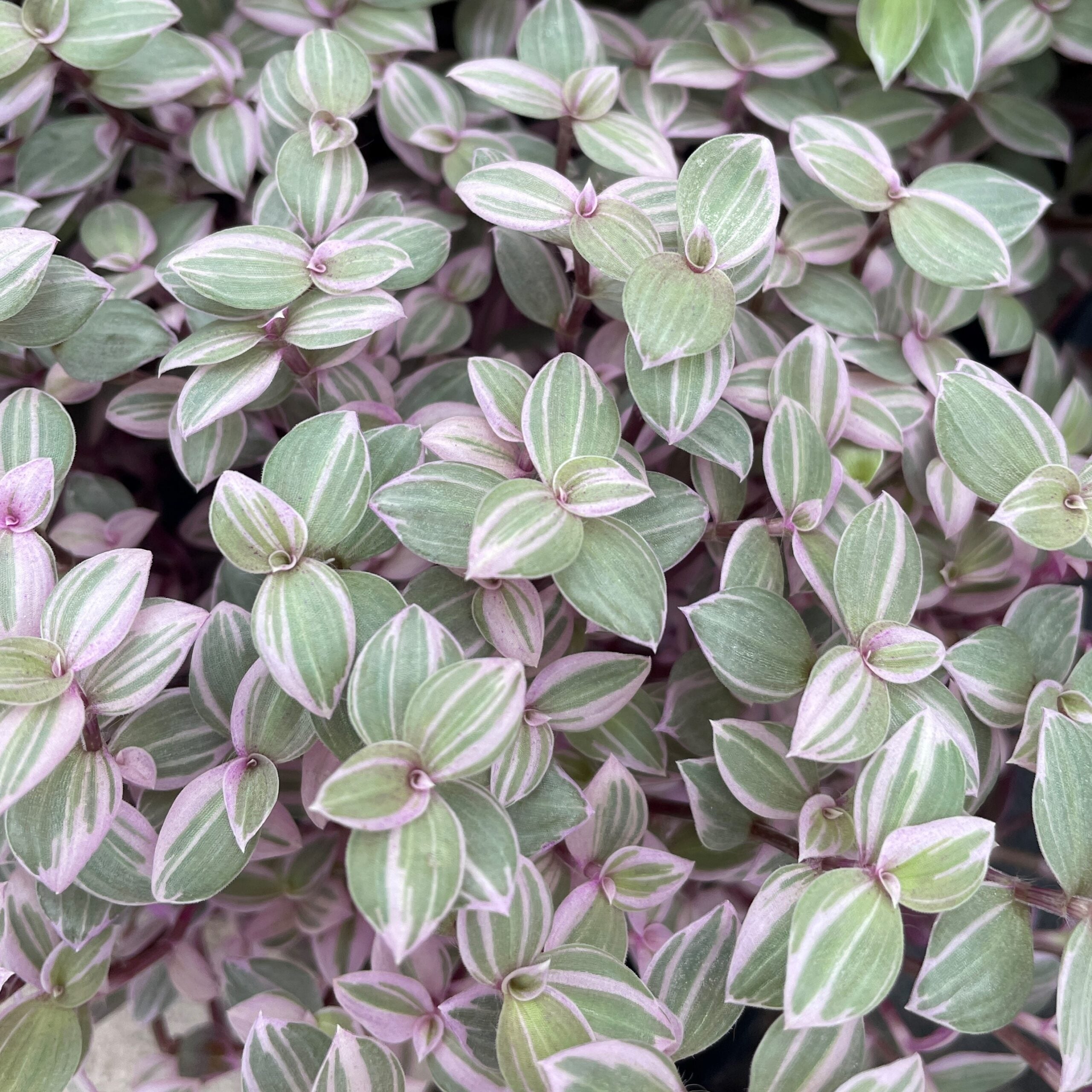 Callisia repens 'Rosata' - Turtle Vine (4.5" Pot) - Image 2