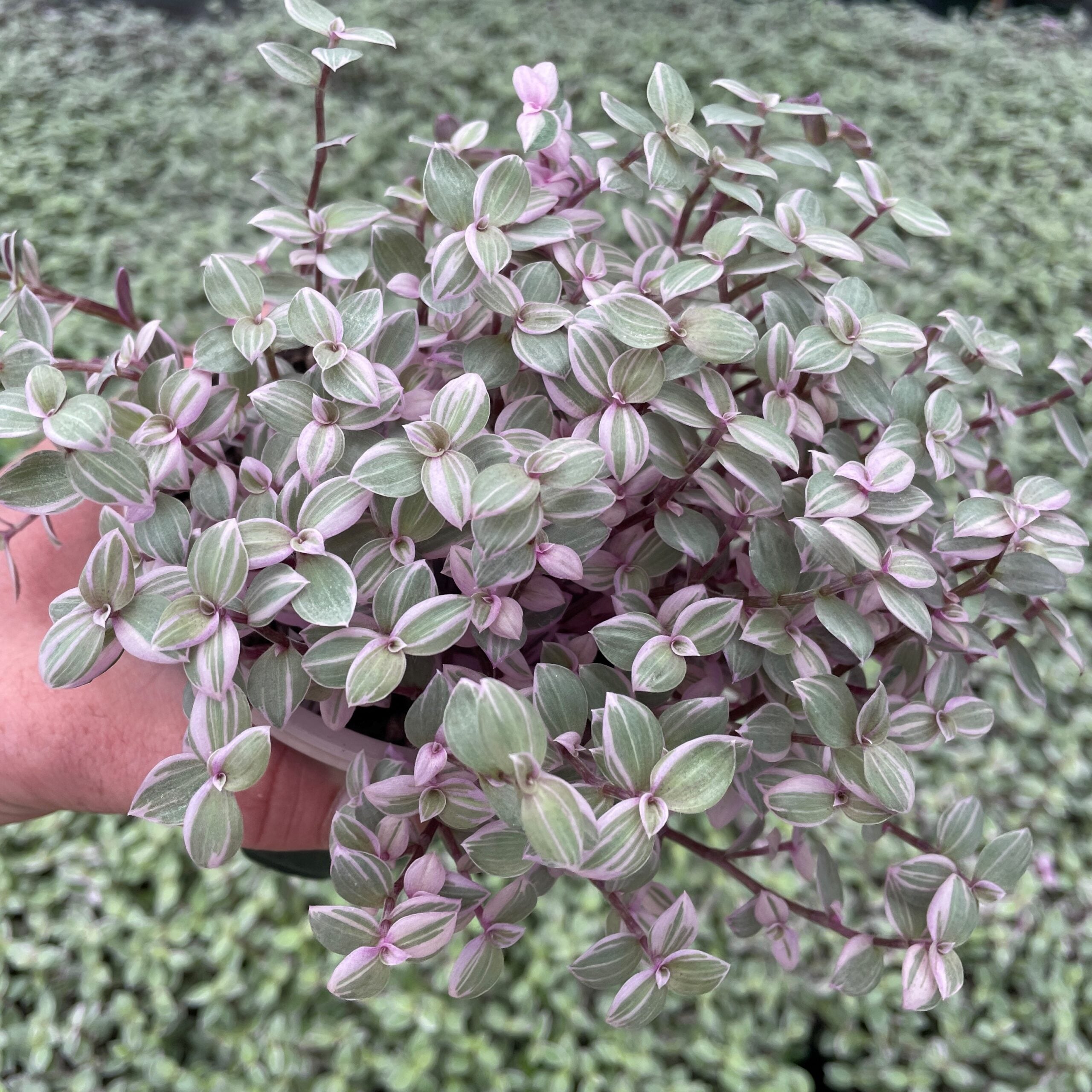 Callisia repens 'Rosata' - Turtle Vine (4.5" Pot)