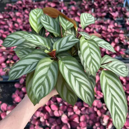 Ctenanthe setosa 'Compact Star'- Fishbone Prayer Plant (4.5" Pot) | Little  Prince of Oregon Nursery