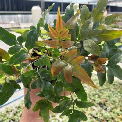 Davallia pentaphylla - Possum Tail Fern (4.5" Pot)