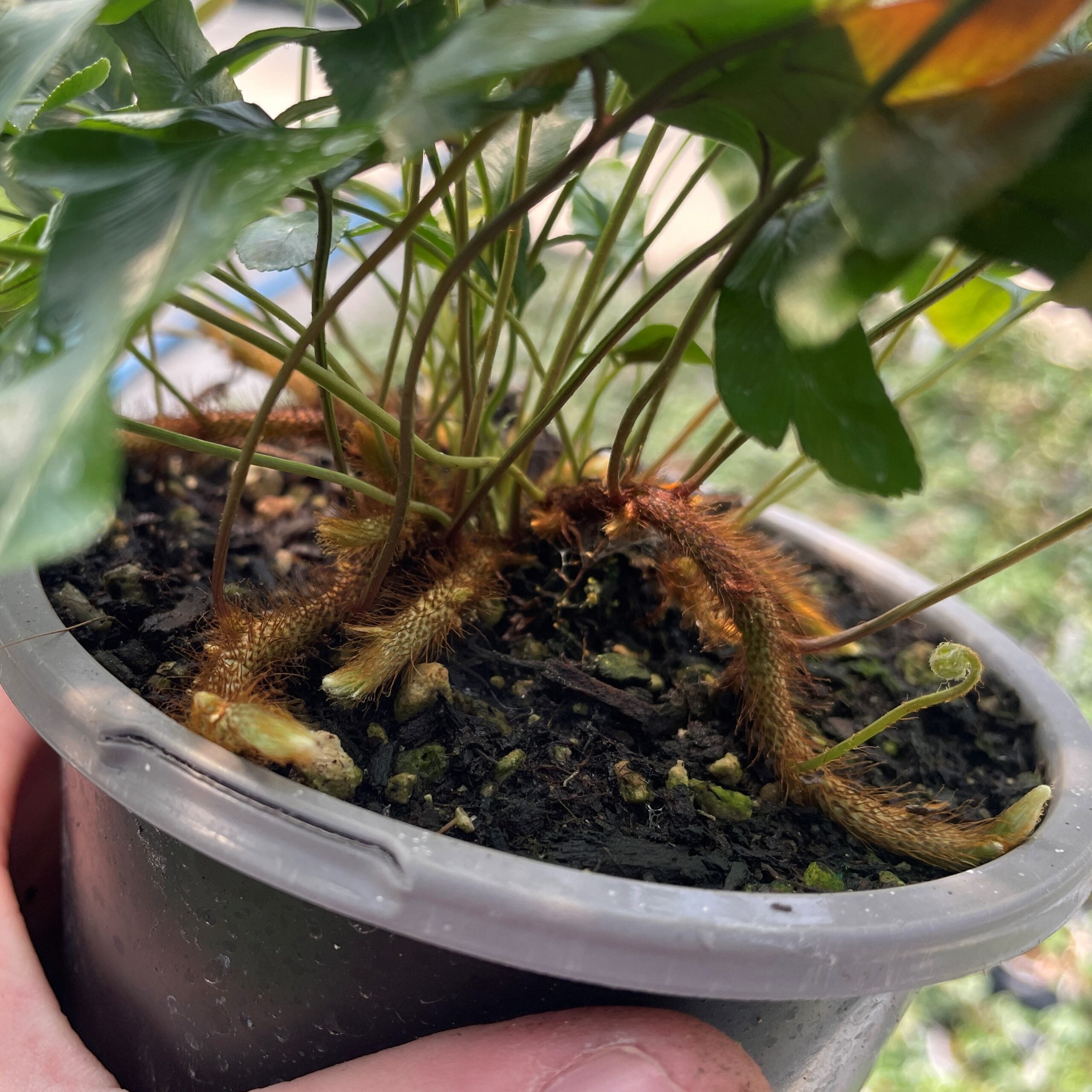 Davallia pentaphylla - Possum Tail Fern (4.5" Pot) - Image 2