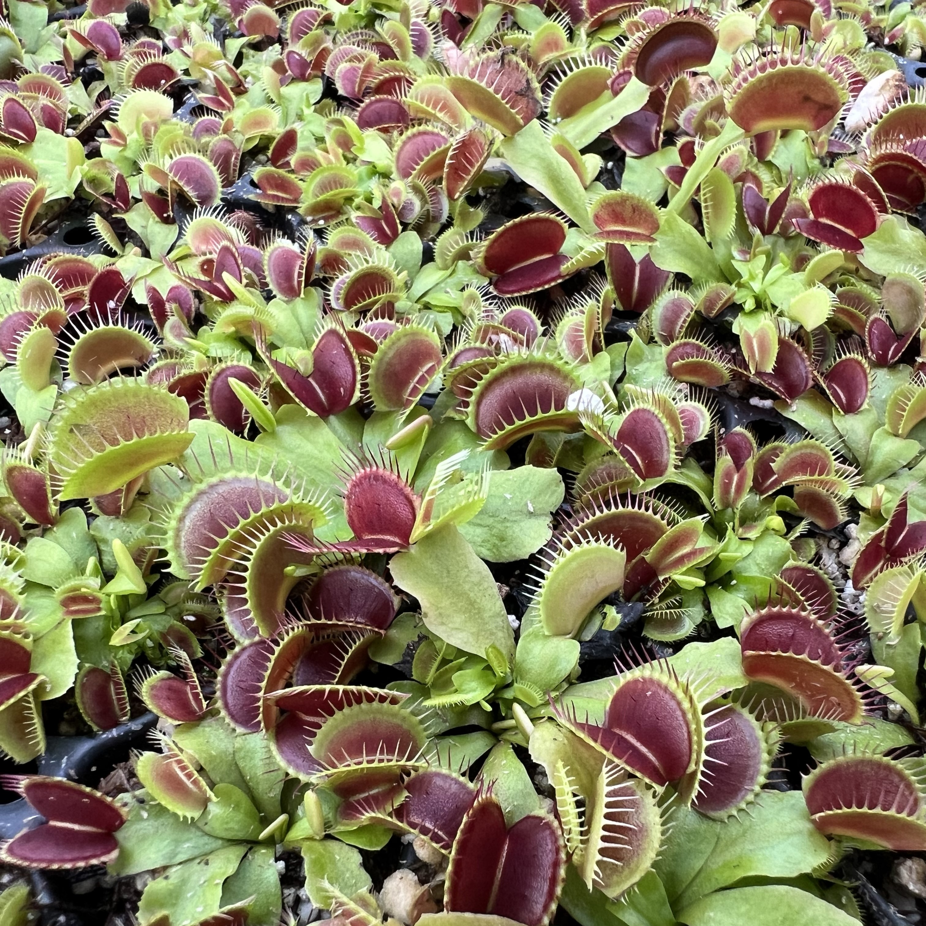 Dionaea B52 - Venus Fly-Trap (2" Pot)