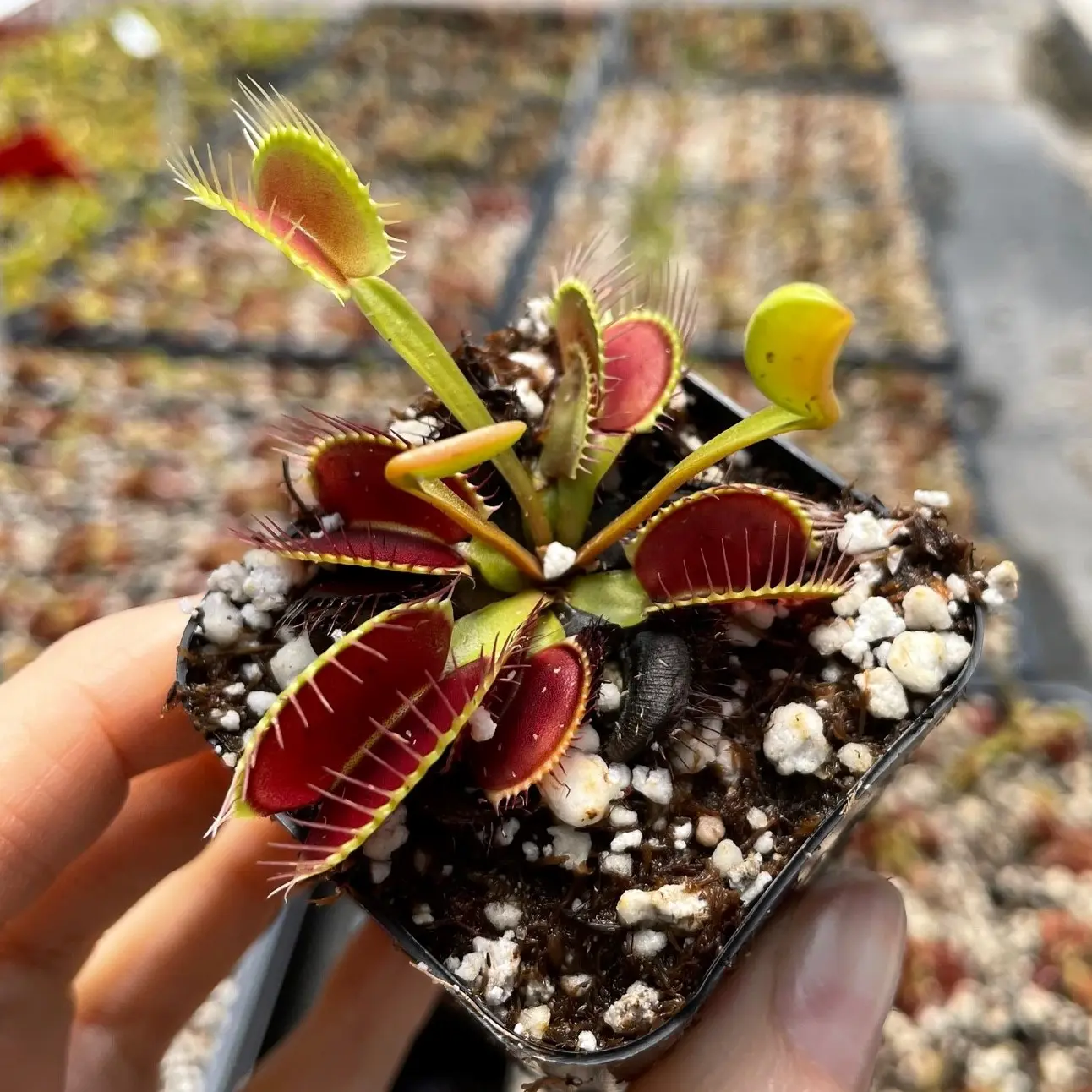 Dionaea 'Big Mouth' - Venus Flytrap (2" Pot) | Little Prince of Oregon  Nursery