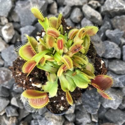 Dionaea muscipula 'Cupped Trap' - Venus Fly-Trap (2" Pot)