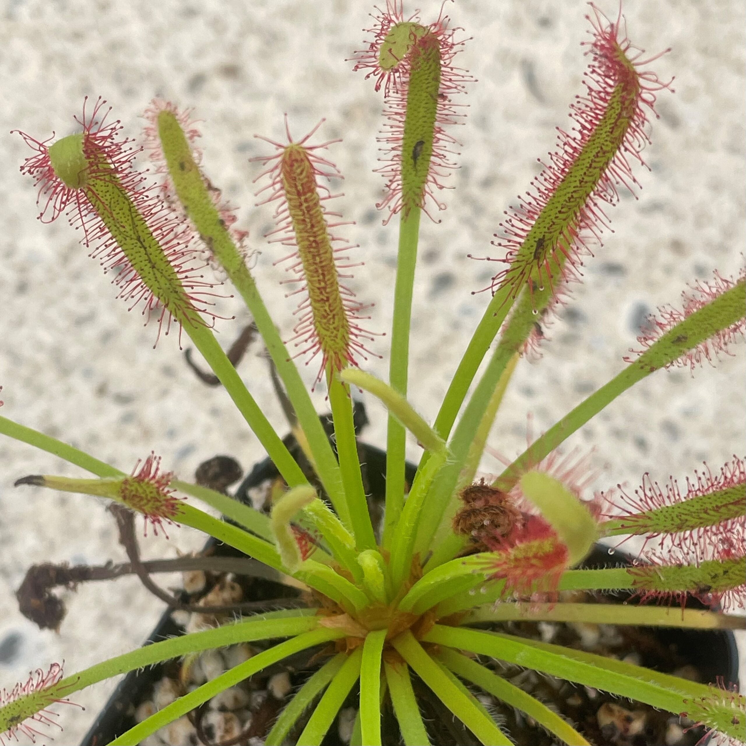 venus trap fly plant Dionaea Muscipula 'Venus Fly Trap' – Snakeroot Botanicals main image 0