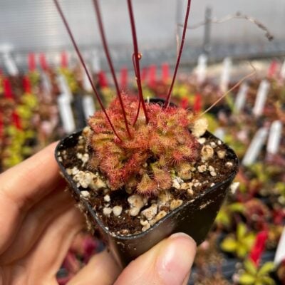 Drosera spathulata var. lovellae