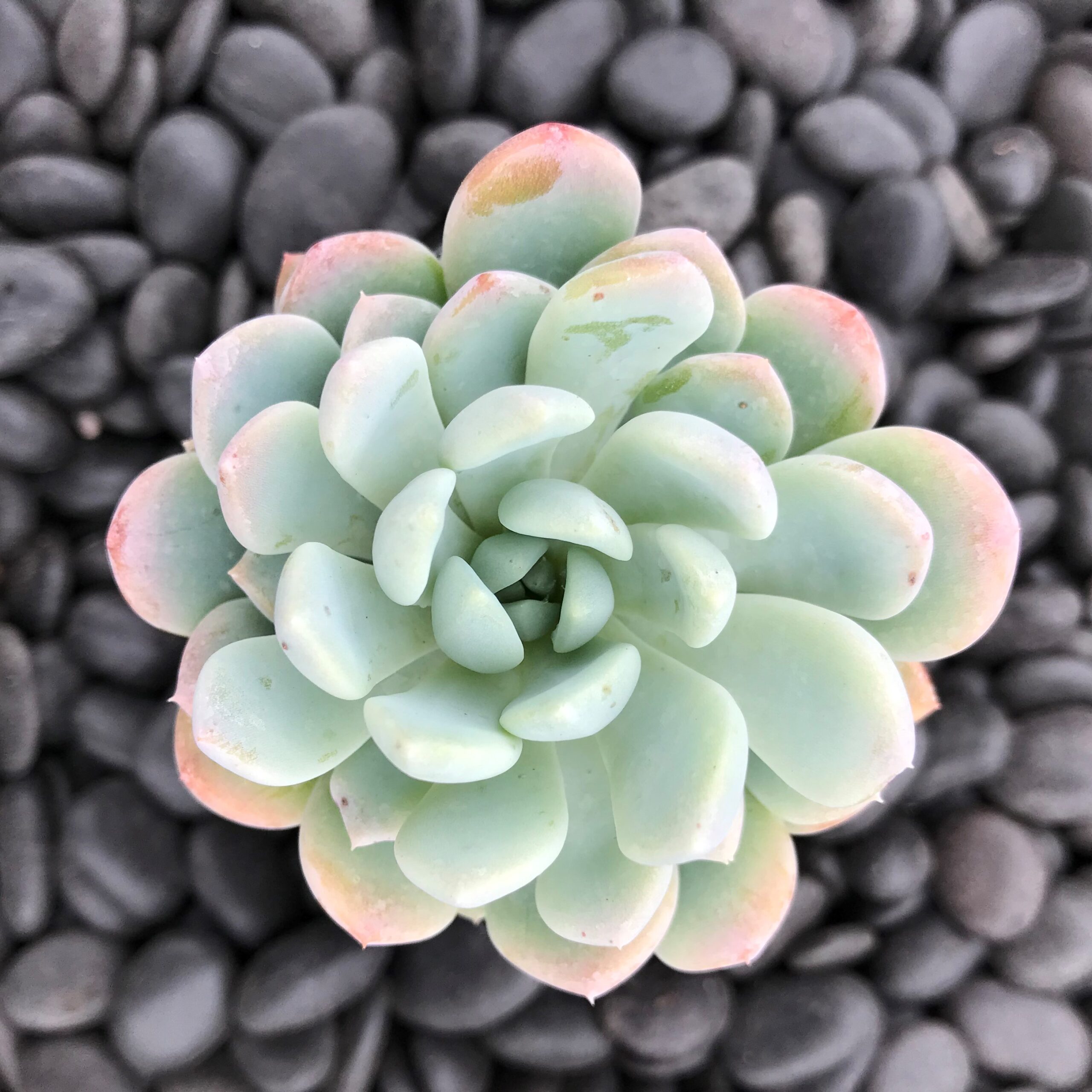 Echeveria 'Aurora' - Succulent (2" Pot) - Image 3