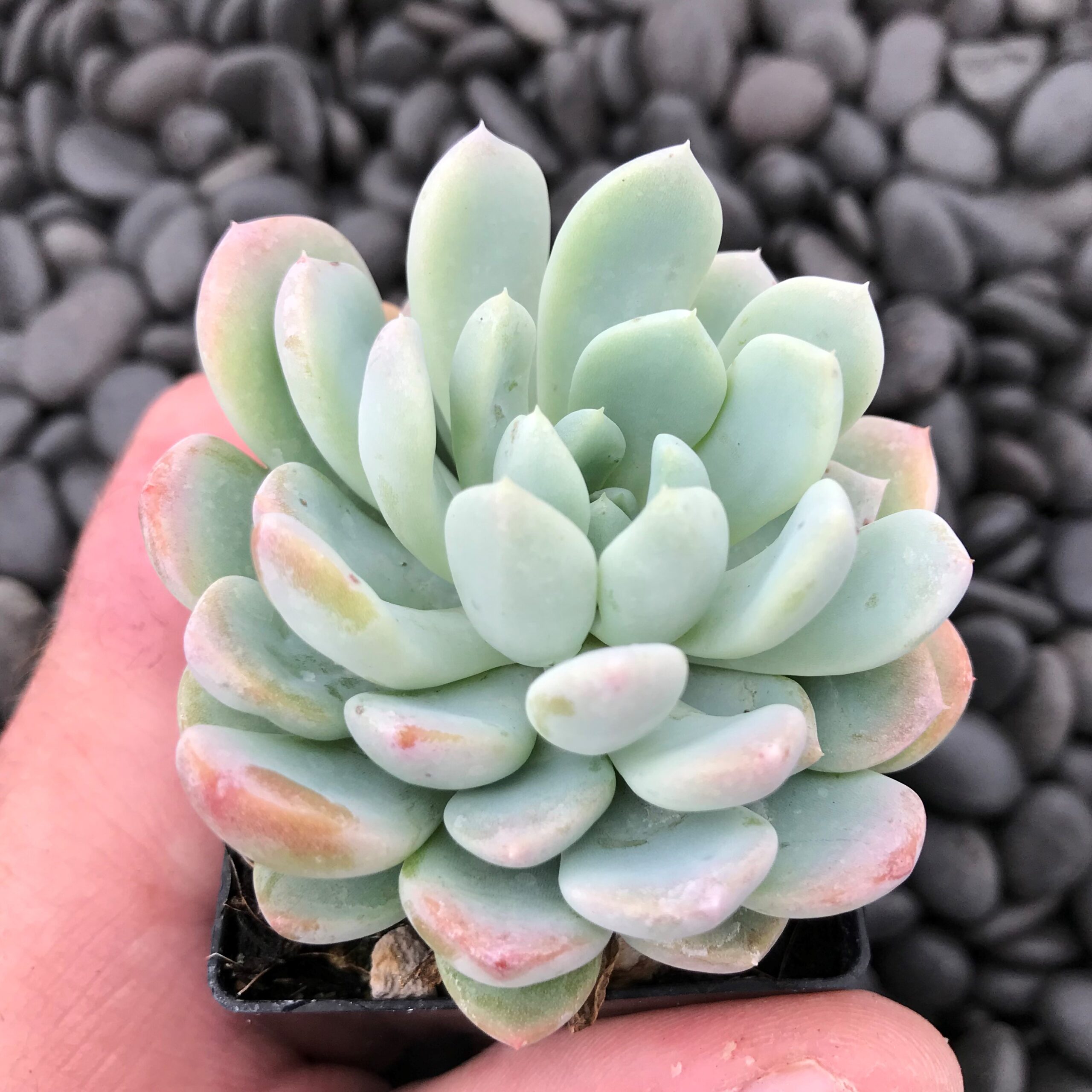 Echeveria 'Aurora' - Succulent (2" Pot) - Image 4