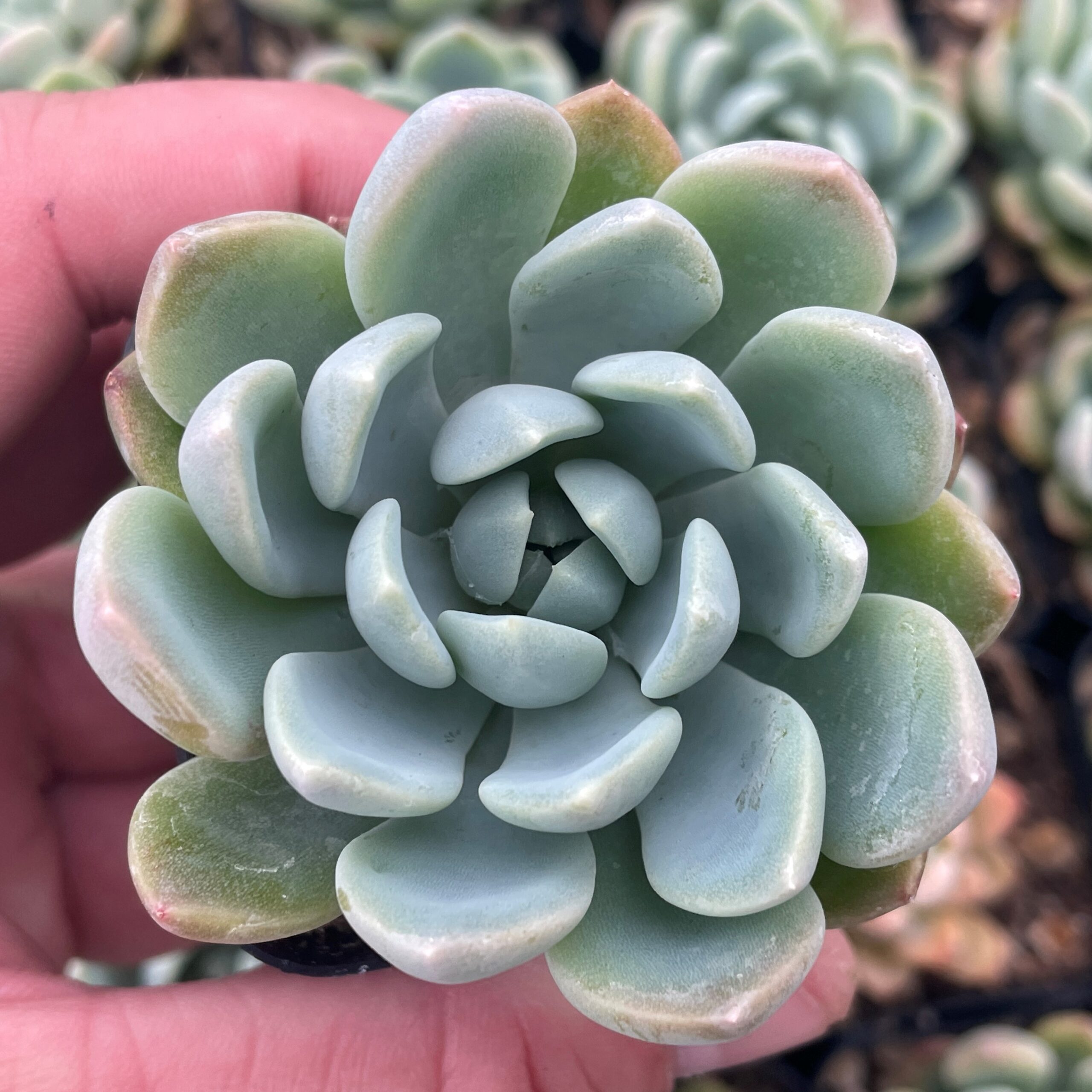 Echeveria 'Aurora' - Succulent (2" Pot)