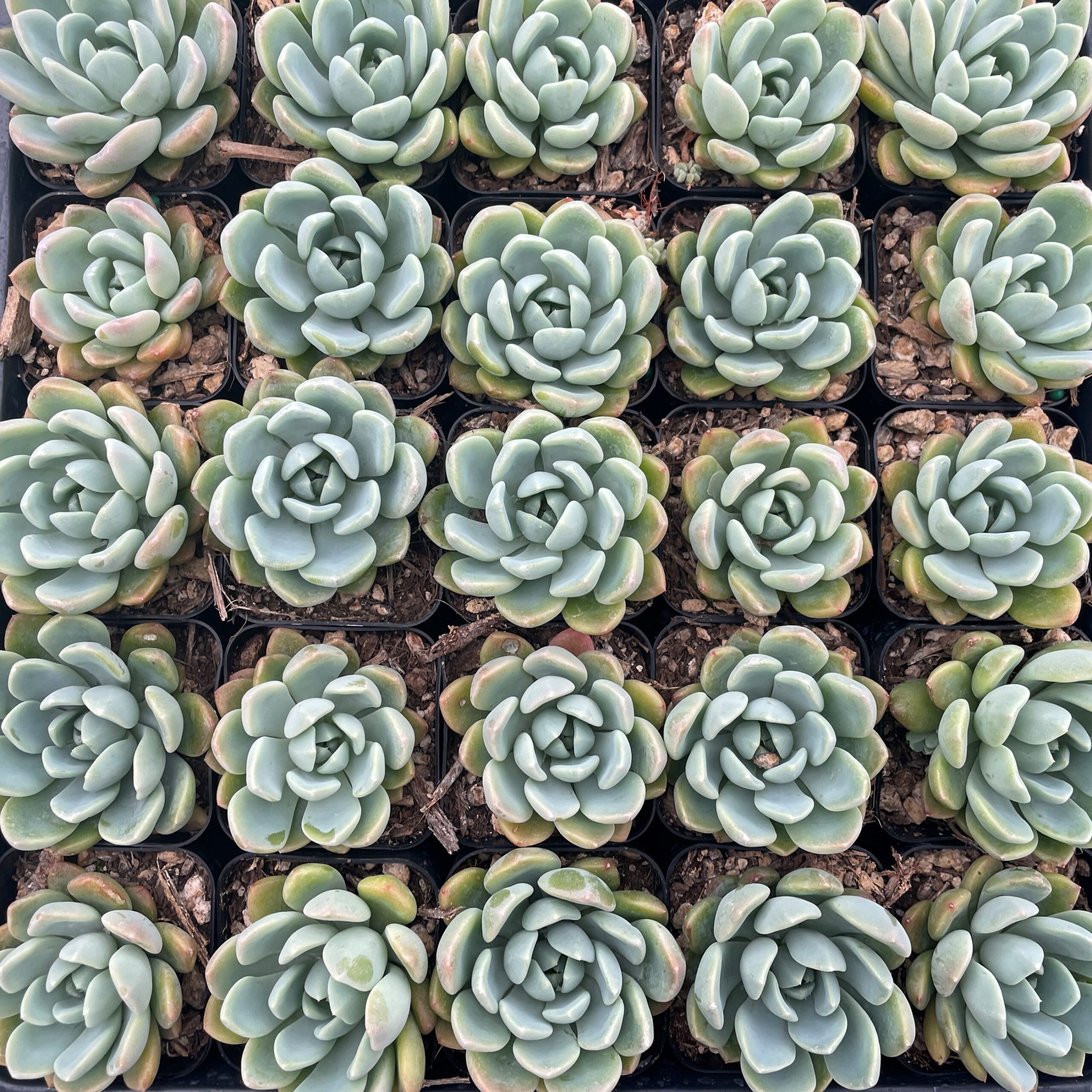 Echeveria 'Aurora' - Succulent (2" Pot) - Image 6