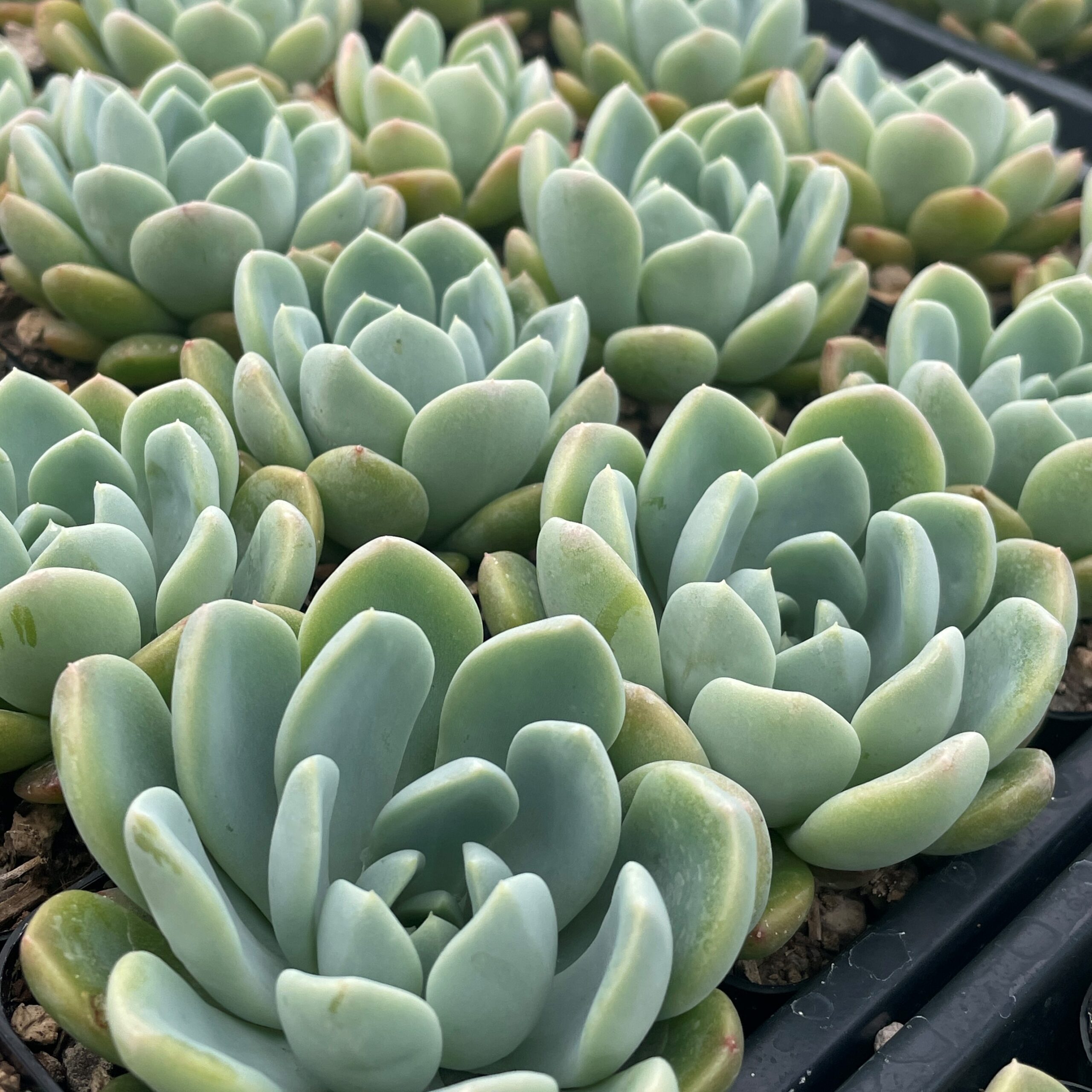 Echeveria 'Aurora' - Succulent (2" Pot) - Image 5