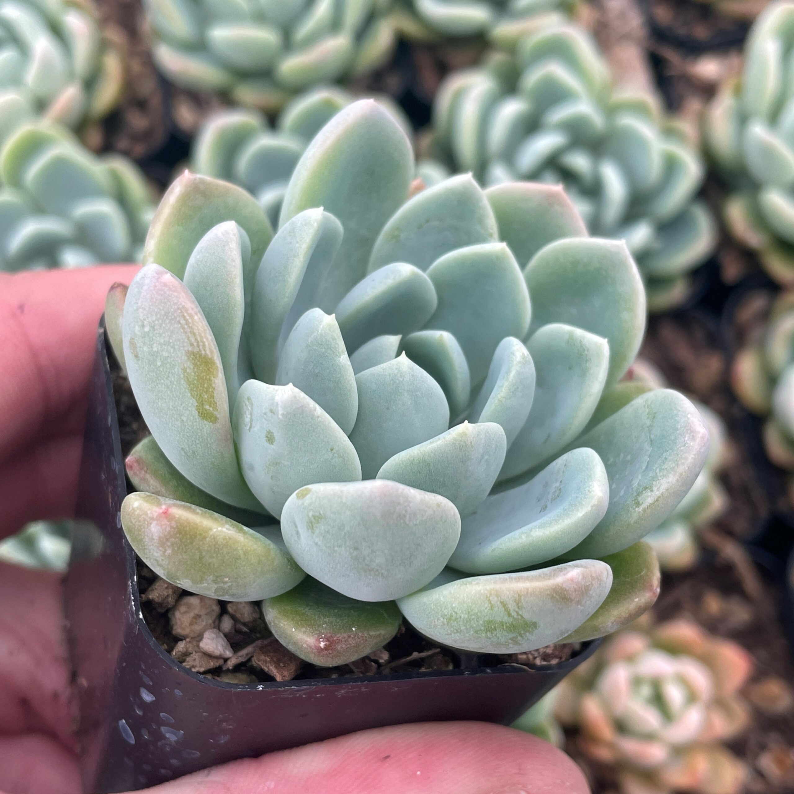Echeveria 'Aurora' - Succulent (2" Pot) - Image 2