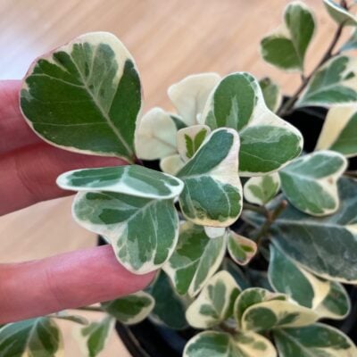 Ficus triangularis 'Variegata' - Variegated Fig (4.5" Pot)