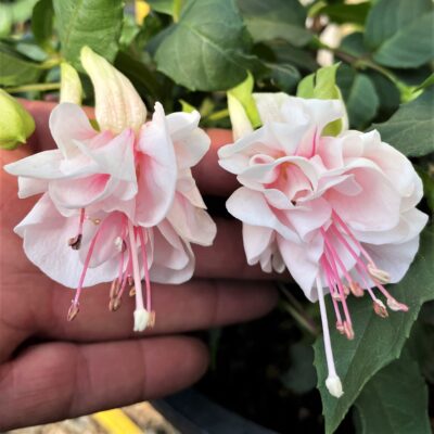Fuchsia 'Torville & Dean' - Hardy Fuchsia (5.5" Pot)