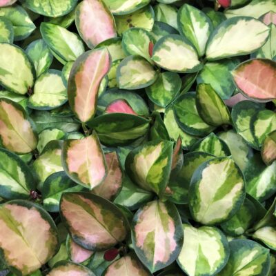 Hoya australis 'Tricolor' - Wax Vine (2" Pot)