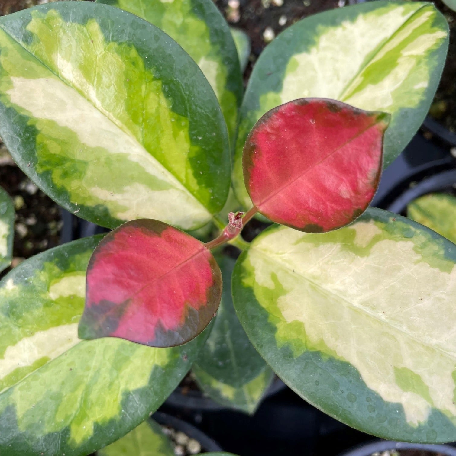Hoya australis 'Tricolor' - Wax Vine (2" Pot) - Image 2