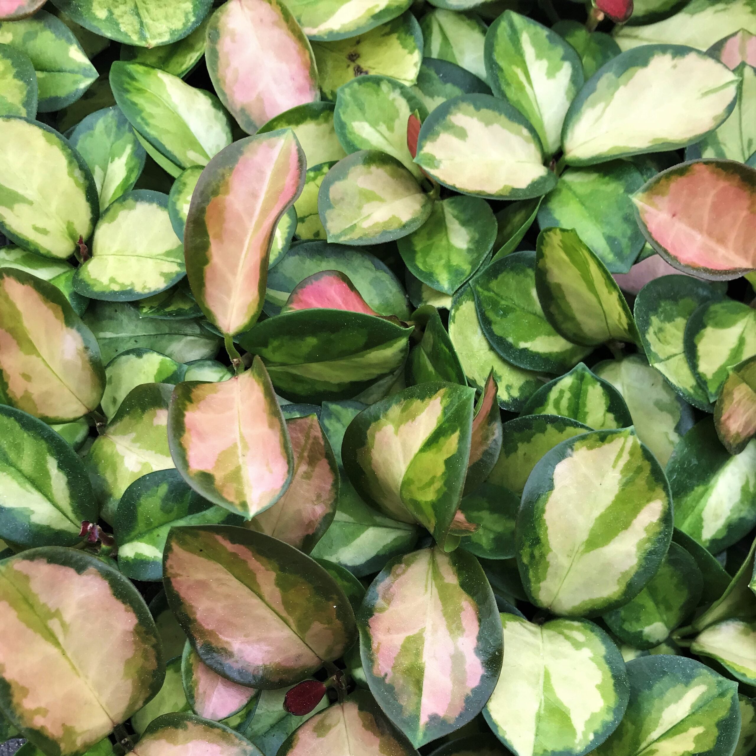 oregano plant Oregano 'Italian'  Green Acres Nursery & Supply