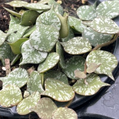 Hoya curtisii - Porcelain Flower (2" Pot)