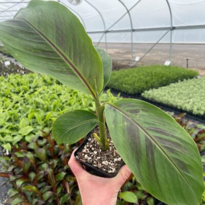 Musa sikkimensis 'Red Tiger' - Red Tiger Banana Tree (4.5" Pot)
