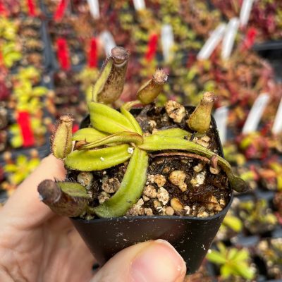 Nepenthes 'Albomarginata' - Pitcher Plant (2" Pot)