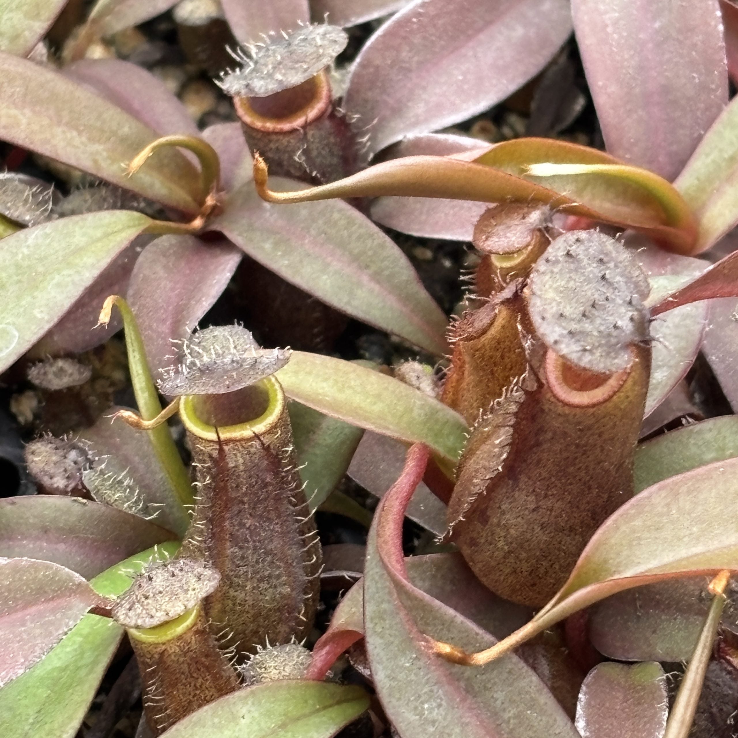 Nepenthes 'Rebecca Soper' - Pitcher Plant (2