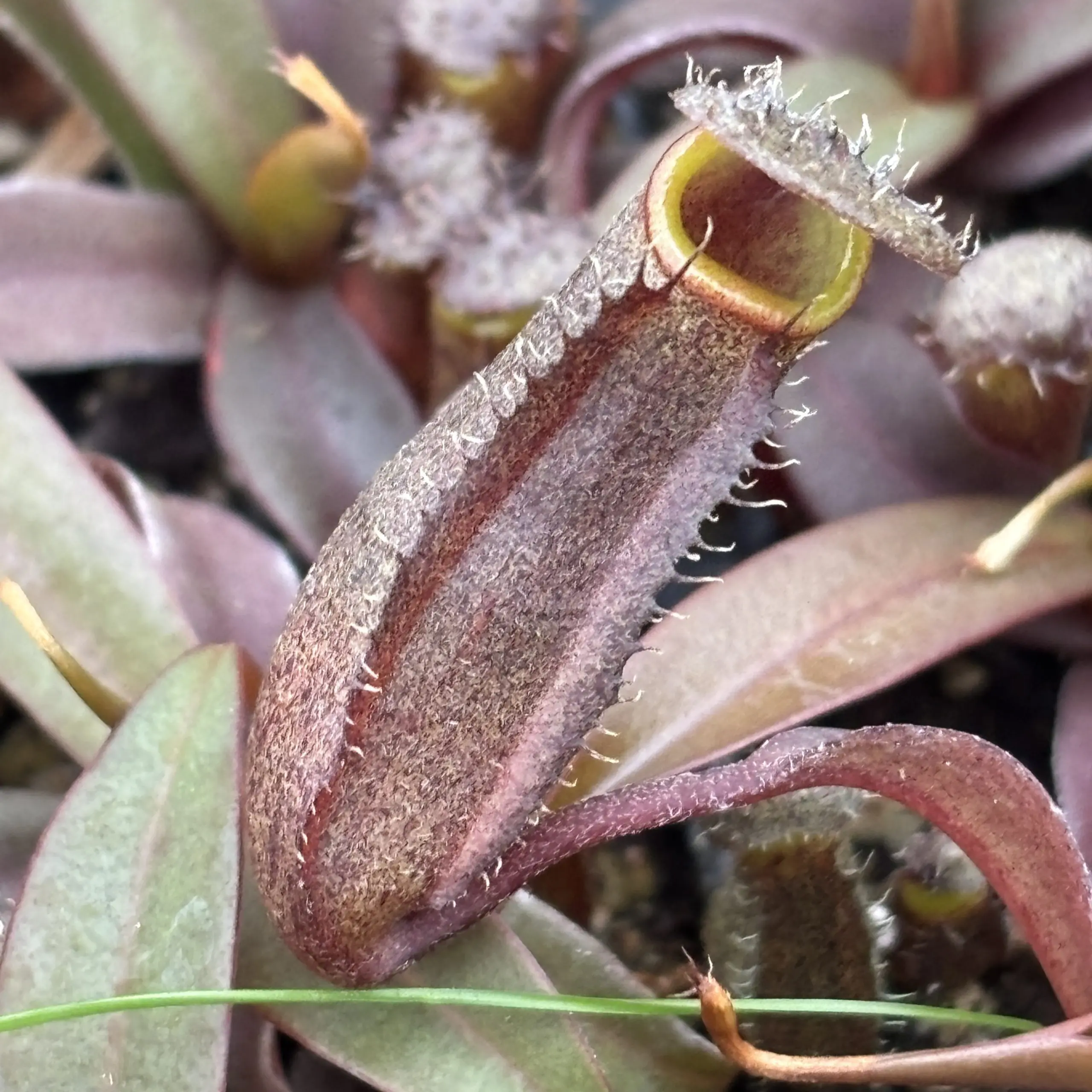 Nepenthes-Rebecca-Soper-