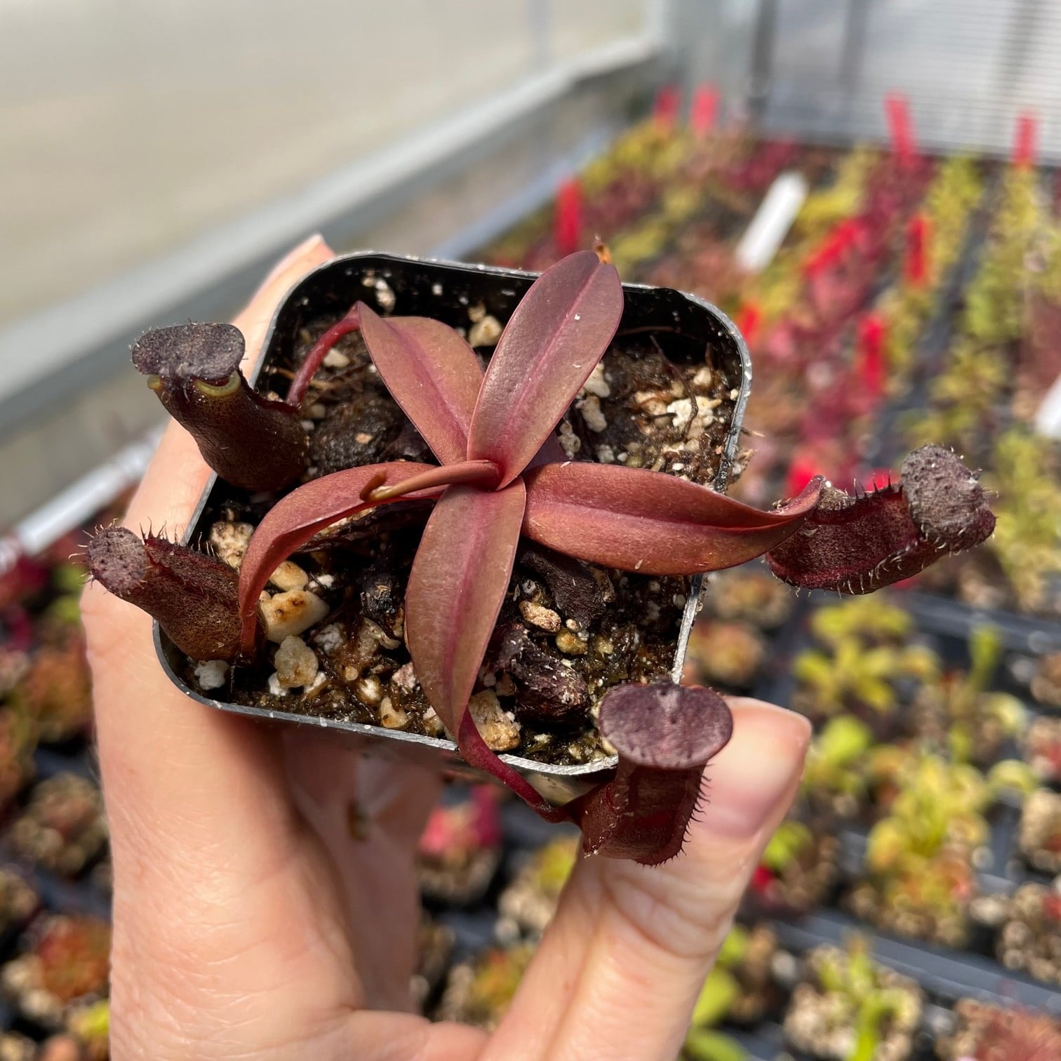 supportsurfaceステンカラーノーブルマント。ポンチョ、セレカジ Nepenthes 'Rebecca Soper' - Pitcher Plant (2