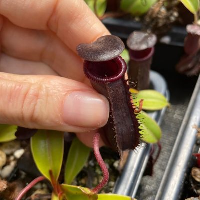 Nepenthes lowii x ventricosa 'Red' - Pitcher Plant (2" Pot)