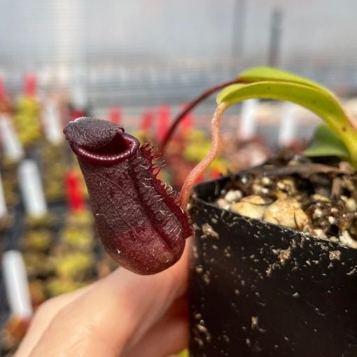 マルチネスピニョン　2株 Nepenthes lowii x ventricosa 'Red' - Pitcher Plant (2