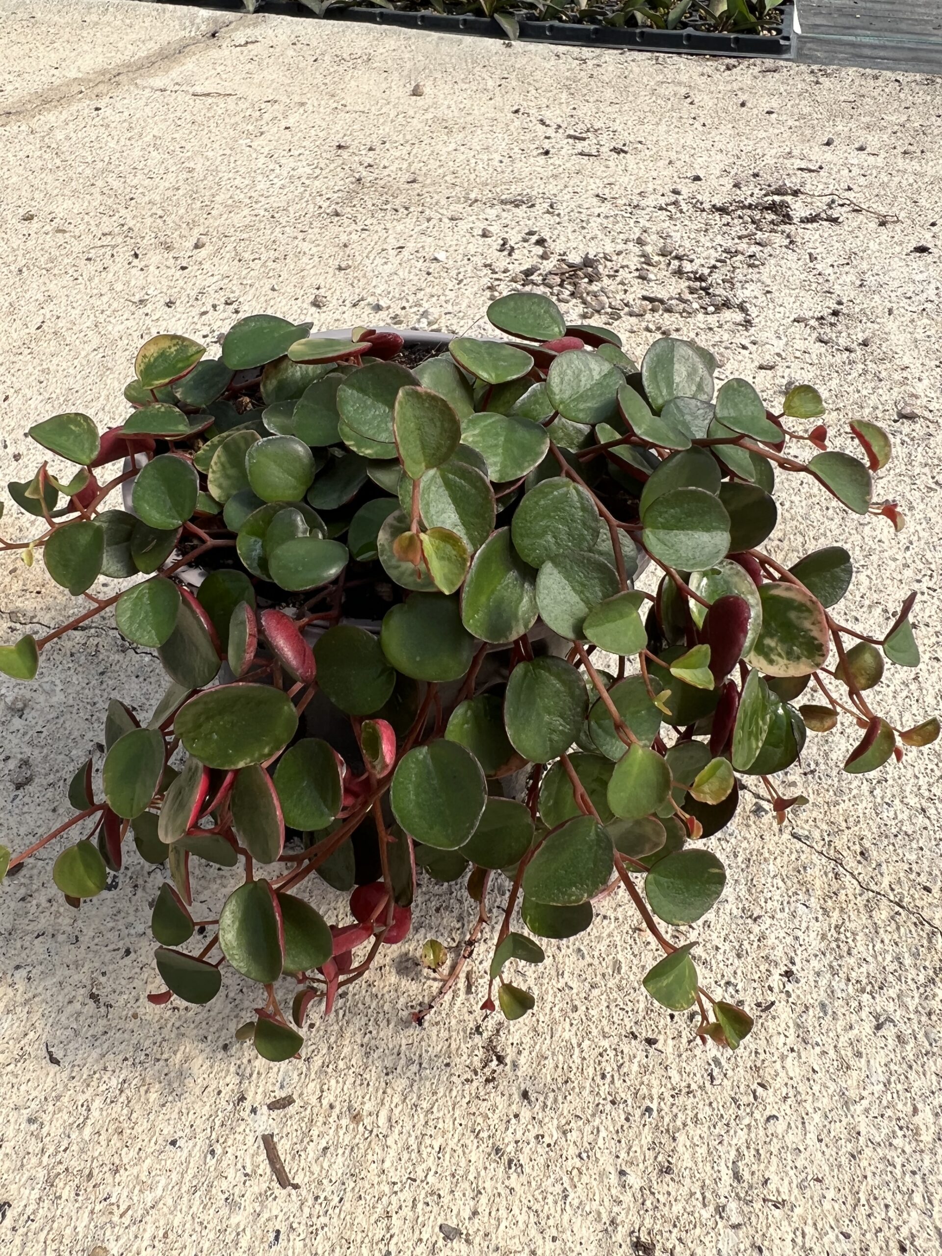 Peperomia 'Ruby Cascade' (4.5" Pot)